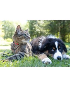 AAAA